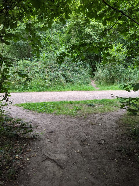 Woodland path