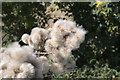 TF0716 : Fluffy Thistledown by Bob Harvey