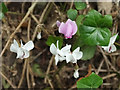 SX9065 : Cyclamen, Stantaway Hill by Derek Harper