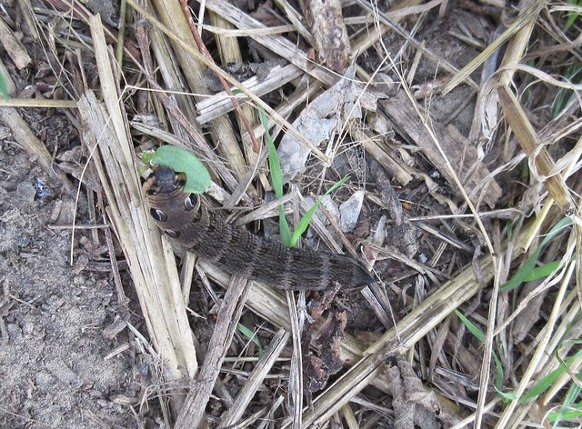 Elephant Hawk Moth Caterpillar (Deilephila elpenor)