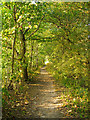 TQ5682 : Path in Belhus Woods Country Park by Roger Jones