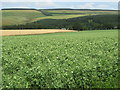 NT6861 : Pea crop at Cranshaws by M J Richardson