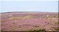 NY9350 : Flowering heather near to the Blackburn Head hut by Trevor Littlewood