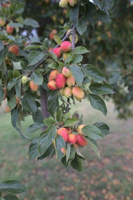 An abundance of fruit