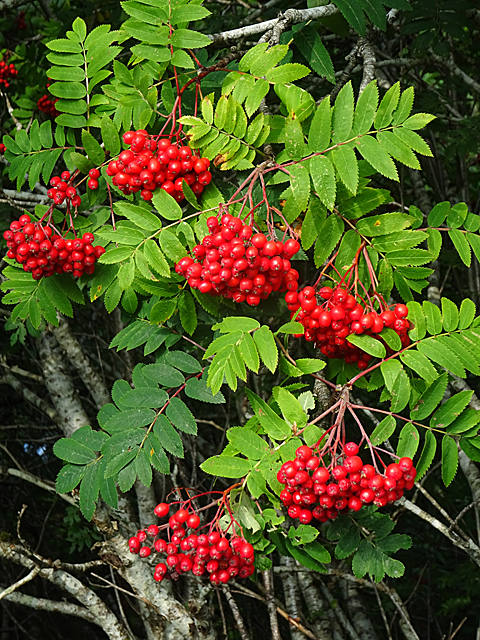 Rowan Berries (Sorbus aucuparia)