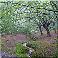 TQ4894 : A rainy day in Hainault Forest by Roger Jones