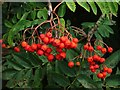 SO7744 : Rowan berries by Philip Halling