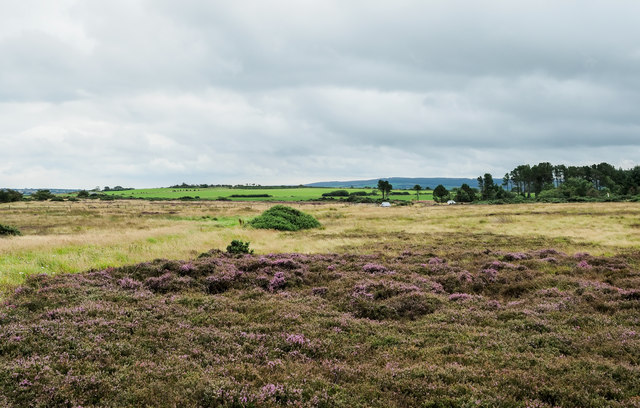 Flowering heather on low-level moorland