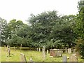 SK7452 : Jubilee cedar in the churchyard, Rolleston by Alan Murray-Rust