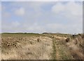 SZ3585 : View towards Afton Down barrows by Paul Coueslant