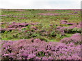 NT6360 : The blooming Heather by M J Richardson