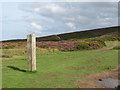 ST1438 : Halsway Post, Quantock Hills near Crowcombe by Malc McDonald