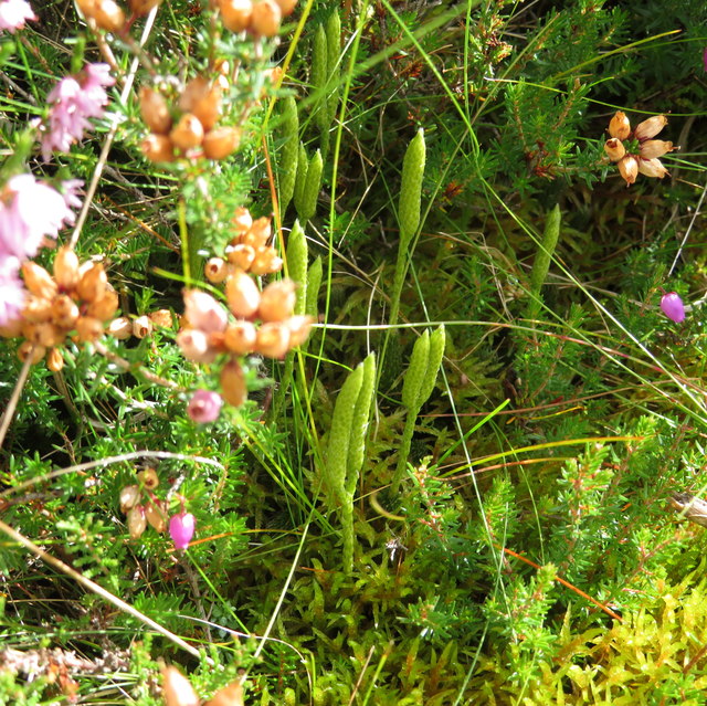 Clubmoss in the Lammermuir Hills