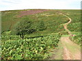 ST1239 : Quantock Hills near Bicknoller by Malc McDonald