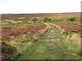 ST1240 : Colour on the Quantock Hills near Bicknoller by Malc McDonald