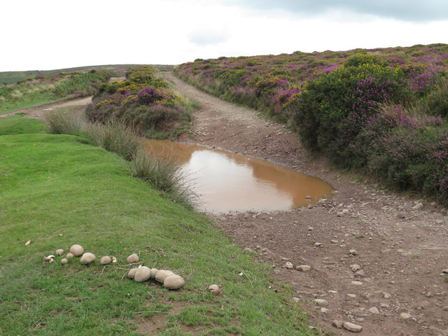 Fungi on the Quantock Hills near Bicknoller