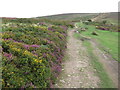 ST1338 : Track on the Quantock Hills near Bicknoller by Malc McDonald