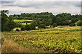 SK3514 : A potato field, North of Packington by Oliver Mills