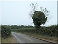 TF8242 : Tree covered in ivy, Whiteway Road by Christine Johnstone