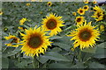 TL1932 : Sunflowers at Hitchin Lavender by Christine Matthews