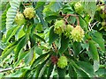 SO7934 : Horse chestnut pods by Philip Halling