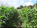 SY6587 : Bridleway through cornfield near Dorchester by Malc McDonald