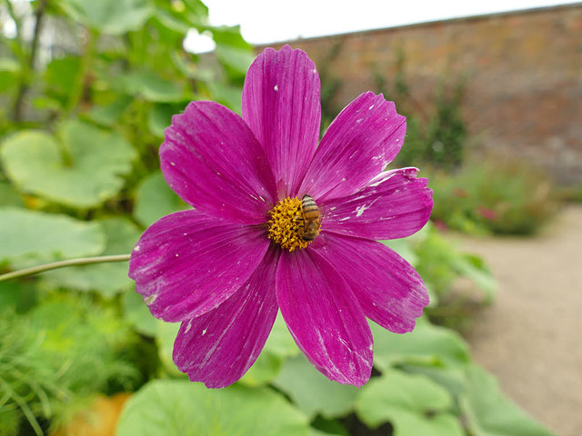 Bee on a flower at Dunham Massey