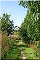 SO9192 : Woodland track in Cotwall End Nature Reserve, Dudley by Roger  D Kidd