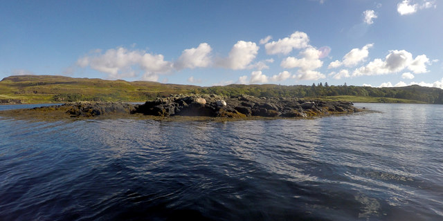 Seals hauled out on a skerry in Loch Dunvegan