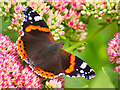 SD4314 : Red Admiral at Martin Mere by David Dixon