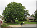 SY7994 : Tolpuddle Martyrs' tree by Malc McDonald