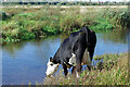 SJ9124 : Drinking the River Sow on Doxey Marshes by Stephen McKay