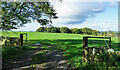 NZ0658 : Small patch of woodland beyond grassed field by Trevor Littlewood