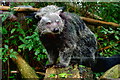 TL5546 : Binturong (Arctictis binturong) at Linton Zoo by Tiger