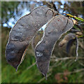 NJ4457 : Broom (Cytisus scoparius) by Anne Burgess