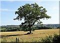 NZ0853 : Lone field tree by Robert Graham