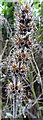 NJ9856 : Common Hemp-nettle (Galeopsis tetrahit) by Anne Burgess