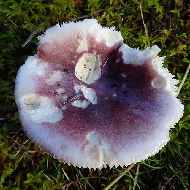 Fungus