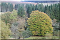 SO1104 : Large tree in autumnal colours, Darran Valley by M J Roscoe