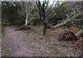 TG0942 : Fallen trees on Kelling Heath by Hugh Venables