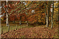 NC4602 : Autumn Leaves on the Footpath at Achness, Sutherland by Andrew Tryon