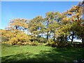 NY6951 : Larch trees in South Tynedale by Oliver Dixon