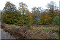  : Beech Woods by Anne Burgess