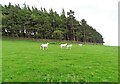 NZ0647 : Sheep on Cockshot Bank by Robert Graham