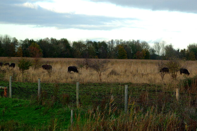 Asian water buffalos, Kingfishers Bridge