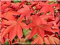 SU9941 : Winkworth Arboretum - Maple Leaves by Colin Smith