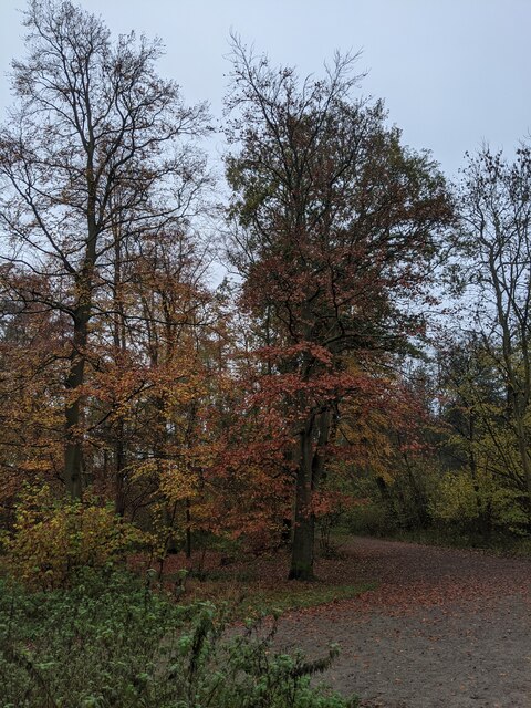 The Beech Tree on the corner