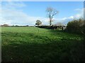 SJ9635 : Trees in a hedgerow, Sharpley Heath by Christine Johnstone