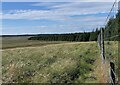 ND2846 : Edge of forestry below Hill of Oliclett, Caithness by Claire Pegrum