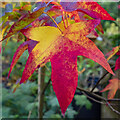 SO6023 : Liquidambar leaves by Jonathan Billinger